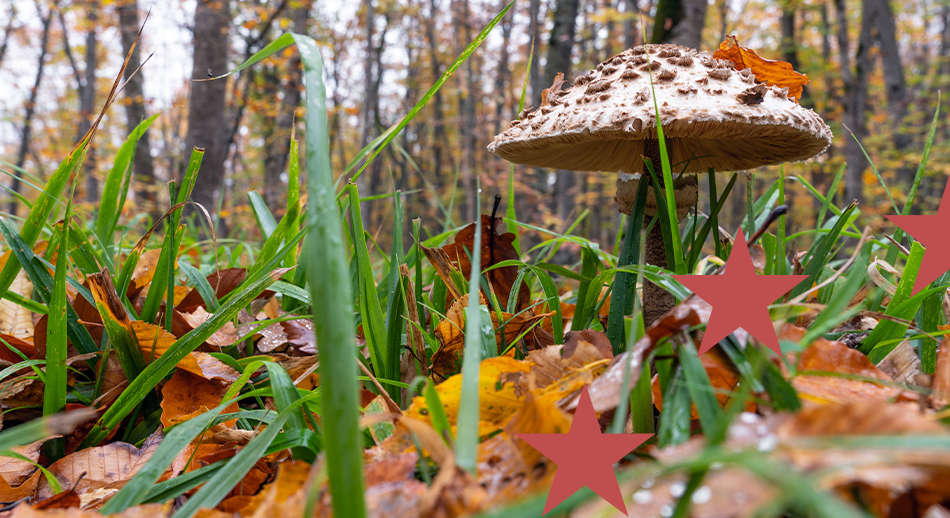 Un fungo nel sottobosco a raprresentare l'autunno e l'arrivo dei bandi europei 2025 di novembre